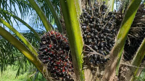 หัวขโมยแอบลักลอบตัดปาล์ม ชาวสวนปาล์มเดือดร้อนหนัก แจ้งความไม่คืบหน้า