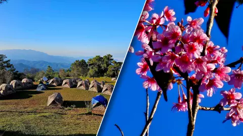 ขึ้นดอยกิ่วลม ชมทะเลหมอก สัมผัสลมหนาว ดูดอกนางพญาเสือโคร่งบานที่ อช.ห้วยน้ำดัง