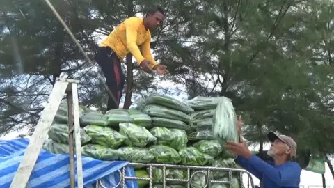 แค่ขยันไม่มีอด ประมงพื้นบ้านสตูล ปลูกบวบ-แตงกวา ขายราคาดีสูงถึง 3 หมื่นต่อไร่