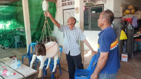ผู้เลี้ยงแพะสกลนคร รวมกลุ่มกำหนดราคารับซื้อ ให้พ่อค้าส่งออกนอก แก้ปัญหากดราคา