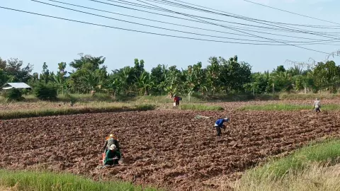 ปลูกมันในนาสู้แล้ง ชาวนาโคราชชี้ได้เงินแล้ว ยังช่วยตัดวงจรศัตรูข้าว ลดฝุ่น PM 2.5