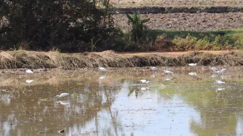 บ่อกุ้งกาฬสินธุ์โดนฝูงนกอาละวาด กินกุ้งก้ามกราม ต้องผูกริบบิ้นผ้าสีแดงขับไล่