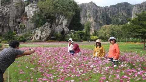 งดงามตระการตา ทุ่งคอสมอสที่บ้านมุงพิษณุโลก บานสะพรั่งกลางภูเขาหินปูนล้านปี