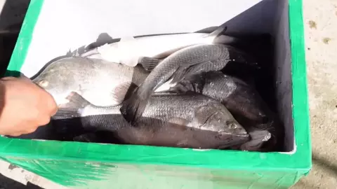 ฟาร์มปลาฉะเชิงเทรา เปิดบ่อตกกะพงสดๆ ขายรับปีใหม่ 67 ราคา กก.ละ 110 บาท 