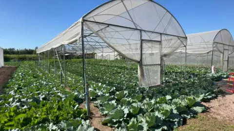 มหาสารคามอากาศเย็น เกษตรกรแปลงใหญ่บ้านจอมศรี ปลูกผักโตไวขายได้ราคาดี (คลิป)