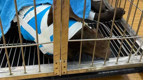 ยิงทำไม หนุ่มโวยคนในหมู่บ้านใช้ปืนยิงกรอกปากสุนัข ทั้งที่อยู่ในรั้ว