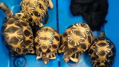 จับ "หนุ่มเกาหลี" ซุก "เต่าดาวรัศมี" ในกระเป๋าเดินทาง เตรียมส่งออกนอกประเทศ