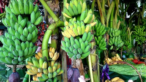 เริ่มแล้วของดีหนองคาย เทศกาลกล้วยน้ำว้าอำเภอสังคม ปี 66 ระหว่าง 26 ธ.ค.-3 ม.ค. 67