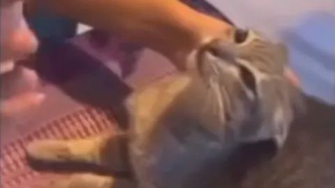 ทาสแมวเดือด สาวอัดคลิปลงโซเชียล เทเหล้ากรอกปากแมว 