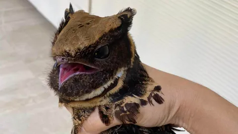 น่ารักมาก สาวช่วยจับ "นกหน้าตาประหลาด" โซเชียลแห่แซวนึกว่า "เจ้าเขี้ยวกุด"