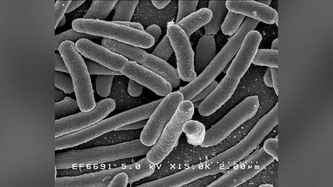 ทีมวิจัยจากสหรัฐฯ เผยโพลีเมอร์ที่สามารถสู้กับเชื้อแบคทีเรียได้