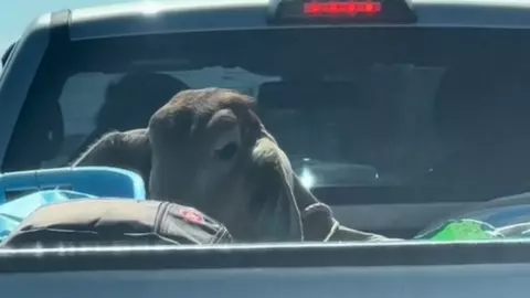 คลิปไวรัล "เจ้าบุญรอด" วัวน้อยนั่งท้ายกระบะ เดินทางถึงบ้านหลังใหม่แล้ว