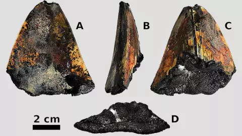 ไขปริศนาฟันเม็กกาโลดอนในทะเลลึก