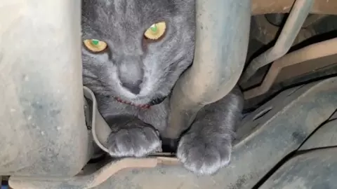 วุ่นทั้งบ้าน แมวสีสวาดตัวป่วน ไล่จับหนูจนติดใต้รถ ร้อนถึงช่างต้องมาช่วย