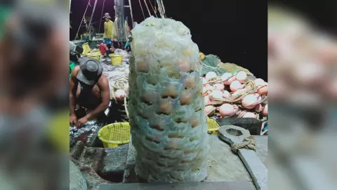 เคยเห็นกันไหม "หอยโข่งทะเล" ตอนออกไข่ แปลกใหม่ หาดูได้ยาก