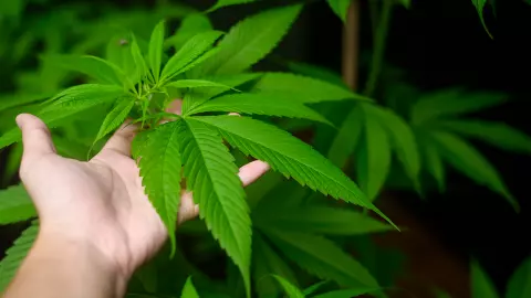 เมื่อไหร่จะคุมกัญชา-กระท่อม