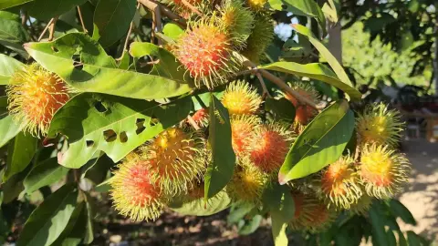 ชาวสวนที่ อ.เขาสมิง ปลูกเงาะสีทอง 2 ปี สามารถให้ผลผลิตนอกฤดู สร้างรายได้งาม