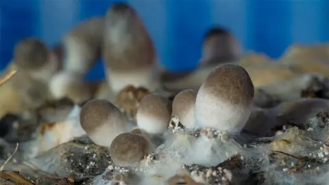 ศูนย์เชื้อพันธุ์เห็ด กรมวิชาการฯ พร้อมให้บริการ 41 สายพันธุ์