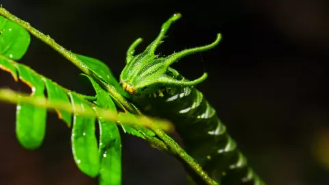 พบหนอนแปลก หน้าตาประหลาด สีเขียวเข้ม หัวคล้าย "มังกร"
