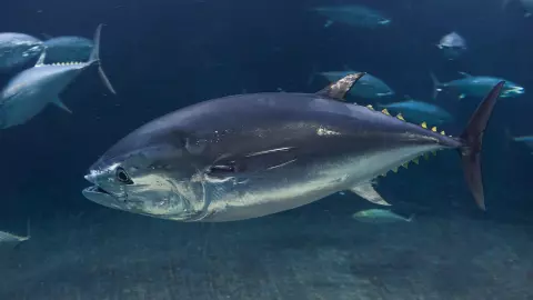 เอาฤกษ์ชัยรับปีใหม่