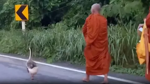 "เจ้าบุญมี" ห่านแสนรู้ ออกบิณฑบาตพร้อมหลวงพี่ทุกเช้า (คลิป)