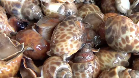 ประมงพื้นบ้านสตูล ออกทะเลวางลอบหอยหมาก ส่งขายรายได้ดี กก.ละ 50-120 บาท