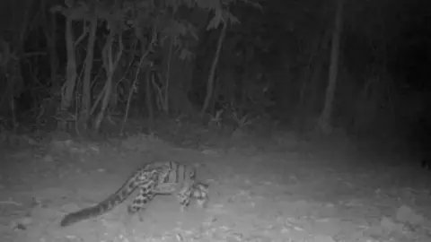 เก็บภาพได้ครั้งแรก "ครอบครัวเสือลายเมฆ" เดินหากินในเขตป่าเขาอ่างฤาไน