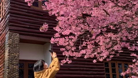 เปิดพิกัดชมความงาม "ดอกนางพญาเสือโคร่ง" ไปช่วงไหนกำลังบานสะพรั่งเต็มที่ 