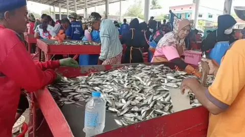 เรือประมงสตูลคึกคัก วางอวนครั้งเดียวได้ปลารวมหลักล้าน เชื่อ IOD พาปลาขึ้นมา