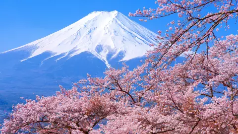 ปักหมุดเที่ยว เช็กตารางชมซากุระญี่ปุ่นประจำปี 2567