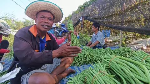 เกษตรกรบ้านดอนกรูด หันมาปลูกถั่วฝักยาวแทนข้าวนาปรัง ได้ราคางาม กก.ละ 20 บาท