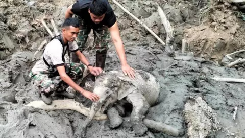 ชุดลาดตระเวน อช.ตาดหมอก ช่วยลูกช้างติดปลักโคลน รอแม่มารับกลับเข้าป่า 