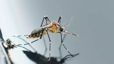 แนะนำการฉีดวัคซีนไข้เลือดออก ควรฉีดเมื่อไร มีเงื่อนไขอย่างไรบ้าง