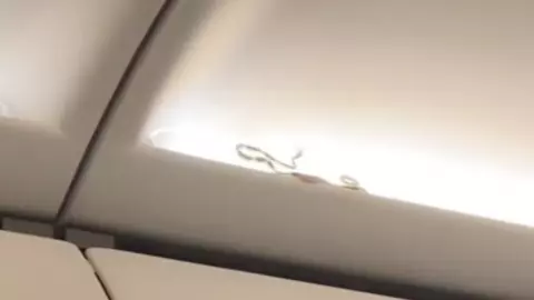 ผู้โดยสารเล่านาทีวุ่น เจอ "งู" โผล่ช่องเก็บสัมภาระบนเครื่องบิน