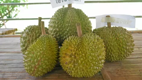 กำแพงแสน-ม.อ. จับมือพันธมิตร ดันเกษตรกรทำทุเรียนใต้ GAP