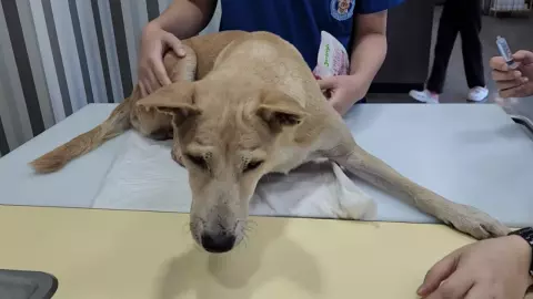 สุดเวทนา น้องหมากิน "ยาฆ่าเห็บ" ไร้ทะเบียน ทำสมองพิการ อาการน่าเป็นห่วง