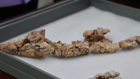 พบฟอสซิลจระเข้แคระสายพันธุ์ใหม่ของโลก บนเทือกเขาภูพาน อายุ 130 ล้านปี