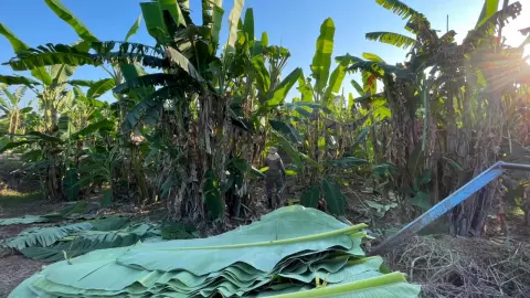 รัฐหนุนแปลงใหญ่กล้วยตัดใบ ต.ย่านมัทรี ชูแหล่งใบกล้วยคุณภาพ สร้างรายได้สู่สมาชิก