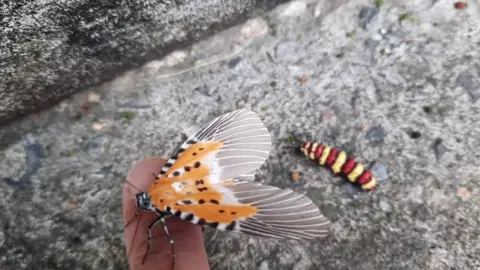 เจ้าของบ้านตื่นเต้น "ผีเสื้อกะทกรก" สายพันธุ์หายาก มาวางไข่ในสวนหลังบ้าน