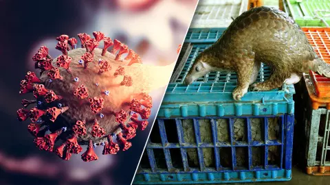 สุดผวา นักวิทย์จีนทดลองเชื้อไวรัสโคโรนากลายพันธุ์กับหนู ทำลายสมอง ตาย 100% (คลิป)