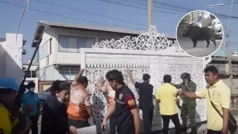 กู้ภัยล้อมจับหมูป่า พลาดถูกประตูเหล็กล้มทับสาหัส ส่วนหมูวิ่งเตลิด หนีไปได้