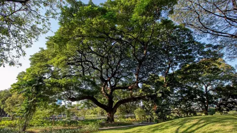 กทม.-บิ๊กทรี-ไทยเบฟตาม “จามจุรีเบญจกิติ” ติดทรีแท็กวัดสุขภาพต้นไม้