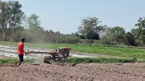 ชาวนายางตลาด แห่ปลูกแตงโม-แคนตาลูป แทนทำนา ขายเมล็ดส่งนอก ขายกำไรไร่ละ 5 หมื่น