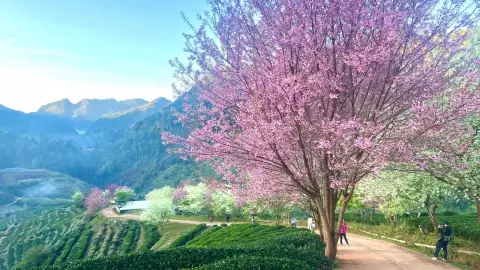 อยากให้มาเห็นด้วยตา ดอกพญาเสือโคร่งสีขาวที่ไร่ชา 2000 ดอยอ่างขางบาน 100%
