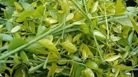 ชาวลำปางเผยเคล็ด เลี้ยงผักหวานป่า ทำยอดใบอ่อนแตกพุ่ง ลิดใบแก่หมั่นรดน้ำ 