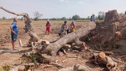 ลุงวัย 74 ปี ตัดต้นตะคร้อ อายุ 120 ปี ถูกทับดับสลด ชาวบ้านลือไม่ขอขมา