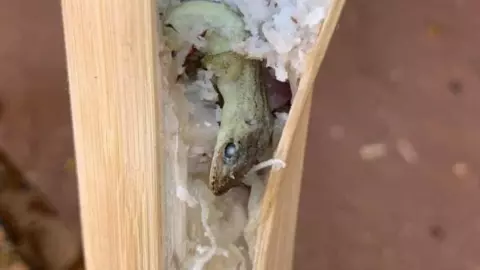 สาวแวะซื้อ "ข้าวหลาม" แต่กลับได้ของแถม เปิดมาเจอจิ้งจกนอนสบตา