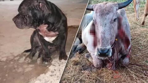 เจ้าของสุดสงสาร แม่วัวเจ็บสาหัส พยายามปกป้องลูกจากพิตบูล ฟัดจนร่างพรุน (คลิป)