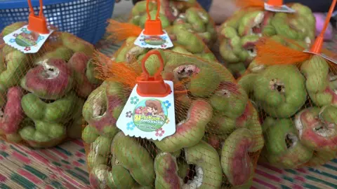 มะขามเทศเพชรโนนไทย GI ออกแล้ว อร่อยหวานมัน ชาวสวนเริ่มเก็บผลผลิตส่งขายแล้ว