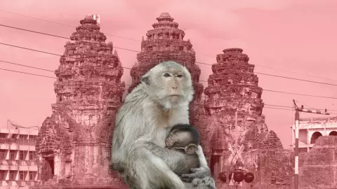 สรุป 'วิกฤติลิงลพบุรี' ปัญหาที่ยังไม่คลี่คลาย